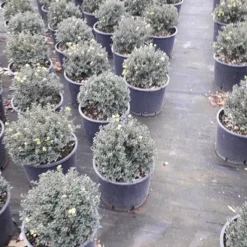 Japanse Hulst (Ilex Crenata 'Kinme') -Aanbiedingen Hortus Groei Winkel ilex crenata ball d25 10lt 1
