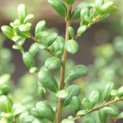 Japanse Hulst In Bolvorm (Ilex Crenata 'Convexa') -Aanbiedingen Hortus Groei Winkel ilex crenata convexa 1