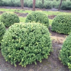 Japanse Hulst In Bolvorm (Ilex Crenata 'Convexa') -Aanbiedingen Hortus Groei Winkel ilex crenata convexa bol 100 1