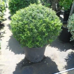 Japanse Hulst In Bolvorm (Ilex Crenata 'Convexa')