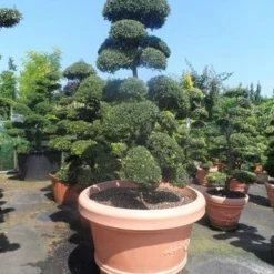Japanse Hulst Als Bonsai (Ilex Crenata) -Aanbiedingen Hortus Groei Winkel ilex crenata kinmei bonsai 160 180 extra 1