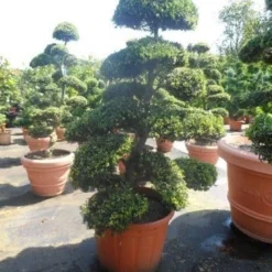 Japanse Hulst Als Bonsai (Ilex Crenata) -Aanbiedingen Hortus Groei Winkel ilex crenata kinmei bonsai 175 200 extra 1