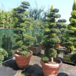 Japanse Hulst Als Bonsai (Ilex Crenata) -Aanbiedingen Hortus Groei Winkel ilex crenata kinmei bonsai 180 200 1