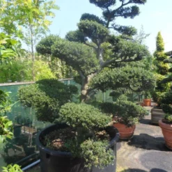 Japanse Hulst Als Bonsai (Ilex Crenata) -Aanbiedingen Hortus Groei Winkel ilex crenata kinmei bonsai 200 225 c750 1000 1