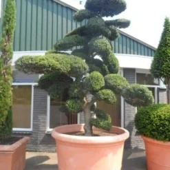 Japanse Hulst Als Bonsai (Ilex Crenata) -Aanbiedingen Hortus Groei Winkel ilex crenata kinmei bonsai 250 300 solitair extra 1