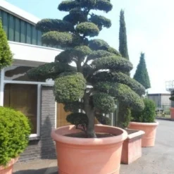 Japanse Hulst Als Bonsai (Ilex Crenata) -Aanbiedingen Hortus Groei Winkel ilex crenata kinmei bonsai 250 300 solitair extra2 1