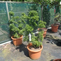 Japanse Hulst Als Bonsai (Ilex Crenata) -Aanbiedingen Hortus Groei Winkel ilex crenata kinmei ponpon 80 100 1