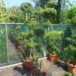 Japanse Hulst Als Bonsai (Ilex Crenata) -Aanbiedingen Hortus Groei Winkel ilex crenata ponpon 125 150 1