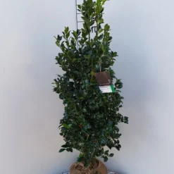 Hulst (Ilex Meserveae 'Heckenfee') -Aanbiedingen Hortus Groei Winkel ilex heckenfee 100 120 1