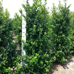Blauwe Hulst (Ilex Meserveae 'Blue Prince') -Aanbiedingen Hortus Groei Winkel ilex mes. blue prince 175 200 cm