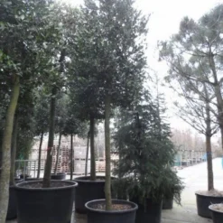 Hulst Als Boom (Ilex 'Nellie R. Stevens') -Aanbiedingen Hortus Groei Winkel ilex nellie stevens
