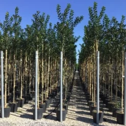 Hulst Als Boom (Ilex 'Nellie R. Stevens') -Aanbiedingen Hortus Groei Winkel ilex nellie stevens 6 8