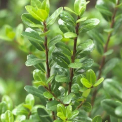 Japanse Hulst (Ilex Crenata 'Caroline Upright')