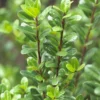 Japanse Hulst (Ilex Crenata 'Caroline Upright')