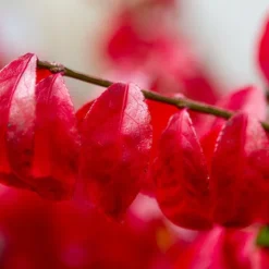 Kardinaalshoed (Euonymus Alatus 'Compactus') -Aanbiedingen Hortus Groei Winkel img 1486