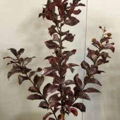 Lagerstroemia Als Halfstam (Lagerstroemia Indica 'Rhapsody In Pink') -Aanbiedingen Hortus Groei Winkel img 2474 1 1