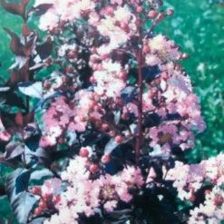 Lagerstroemia (Lagerstroemia Indica 'Rhapsody In Pink') -Aanbiedingen Hortus Groei Winkel img 2475 1