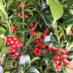 Hulst (Ilex Meserveae 'Heckenfee') -Aanbiedingen Hortus Groei Winkel img 2648 1