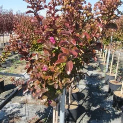 Lagerstroemia Als Halfstam (Lagerstroemia Indica 'Berry Dazzle') -Aanbiedingen Hortus Groei Winkel img 4249