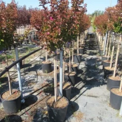 Lagerstroemia Als Halfstam (Lagerstroemia Indica 'Berry Dazzle') -Aanbiedingen Hortus Groei Winkel img 4250