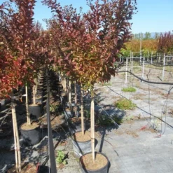 Lagerstroemia Als Halfstam (Lagerstroemia Indica 'Berry Dazzle') -Aanbiedingen Hortus Groei Winkel img 4251