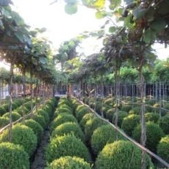 Kiwiplant Als Dakboom (Actinidia Chinensis) -Aanbiedingen Hortus Groei Winkel img 4340