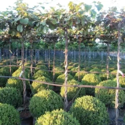 Kiwiplant Als Dakboom (Actinidia Chinensis) -Aanbiedingen Hortus Groei Winkel img 4341