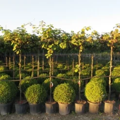 Kiwiplant Als Dakboom (Actinidia Chinensis) -Aanbiedingen Hortus Groei Winkel img 4342