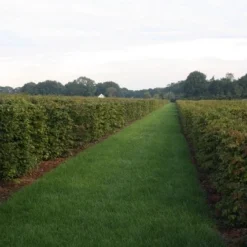 Uitgelichte producten -Aanbiedingen Hortus Groei Winkel img 4450