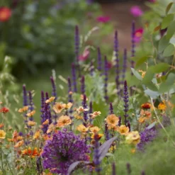 Borderpakket Groen, Paars En Oranje