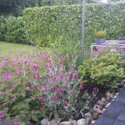 Borderpakket Zacht Roze 5 Borderpakket Zacht Roze -Aanbiedingen Hortus Groei Winkel jose van de kolk 2