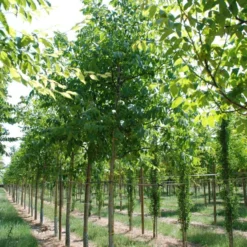 Grote Walnoot (Juglans Regia) -Aanbiedingen Hortus Groei Winkel juglans regia s 20 25 1