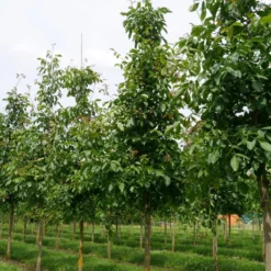 Grote Walnoot (Juglans Regia) -Aanbiedingen Hortus Groei Winkel juglans regia s 25 30 1
