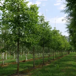 Grote Walnoot (Juglans Regia) -Aanbiedingen Hortus Groei Winkel juglans regia s 30 35 1