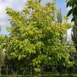 Grote Walnoot (Juglans Regia) -Aanbiedingen Hortus Groei Winkel juglans regia s 35 40 1