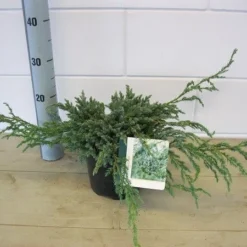 Jeneverbes (Juniperus Squamata 'Blue Carpet') -Aanbiedingen Hortus Groei Winkel juniperus blue carpet c3 november