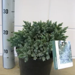 Jeneverbes (Juniperus Squamata 'Blue Star') -Aanbiedingen Hortus Groei Winkel juniperus blue star c3 november