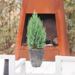 Jeneverbes (Juniperus Chinensis 'Stricta') 7 Jeneverbes (Juniperus Chinensis 'Stricta') -Aanbiedingen Hortus Groei Winkel juniperus chinensis stricta