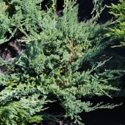 Sevenboom (Juniperus Sabina 'Tamariscifolia') -Aanbiedingen Hortus Groei Winkel juniperus sabina tamariscifolia
