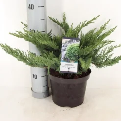 Sevenboom (Juniperus Sabina 'Tamariscifolia') -Aanbiedingen Hortus Groei Winkel juniperus sabina tamariscifolia zomer c3 m