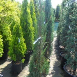 Jeneverbes (Juniperus Scopulorum 'Skyrocket') 12 Jeneverbes (Juniperus Scopulorum 'Skyrocket') -Aanbiedingen Hortus Groei Winkel juniperus scopulorum skyrocket 125 150