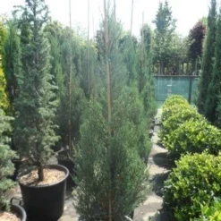 Jeneverbes (Juniperus Scopulorum 'Skyrocket') 13 Jeneverbes (Juniperus Scopulorum 'Skyrocket') -Aanbiedingen Hortus Groei Winkel juniperus scopulorum skyrocket 150 175