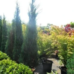 Jeneverbes (Juniperus Scopulorum 'Skyrocket') 14 Jeneverbes (Juniperus Scopulorum 'Skyrocket') -Aanbiedingen Hortus Groei Winkel juniperus scopulorum skyrocket 250 300