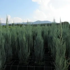 Jeneverbes (Juniperus Scopulorum 'Skyrocket') 15 Jeneverbes (Juniperus Scopulorum 'Skyrocket') -Aanbiedingen Hortus Groei Winkel juniperus skyrocket