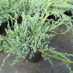 Jeneverbes (Juniperus Squamata 'Blue Carpet') -Aanbiedingen Hortus Groei Winkel juniperus squamata blue carpet 1