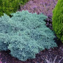 Jeneverbes (Juniperus Squamata 'Blue Star') -Aanbiedingen Hortus Groei Winkel juniperus squamata blue star