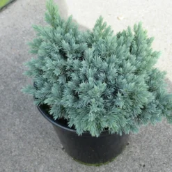 Jeneverbes (Juniperus Squamata 'Blue Star') -Aanbiedingen Hortus Groei Winkel juniperus squamata blue star 1