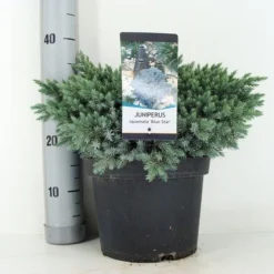 Jeneverbes (Juniperus Squamata 'Blue Star') -Aanbiedingen Hortus Groei Winkel juniperus squamata blue star c5 m