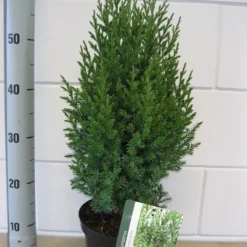 Jeneverbes (Juniperus Chinensis 'Stricta') 6 Jeneverbes (Juniperus Chinensis 'Stricta') -Aanbiedingen Hortus Groei Winkel juniperus stricta c3 november