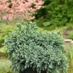 Jeneverbes (Juniperus Squamata 'Blue Star') -Aanbiedingen Hortus Groei Winkel jusbstar 2
